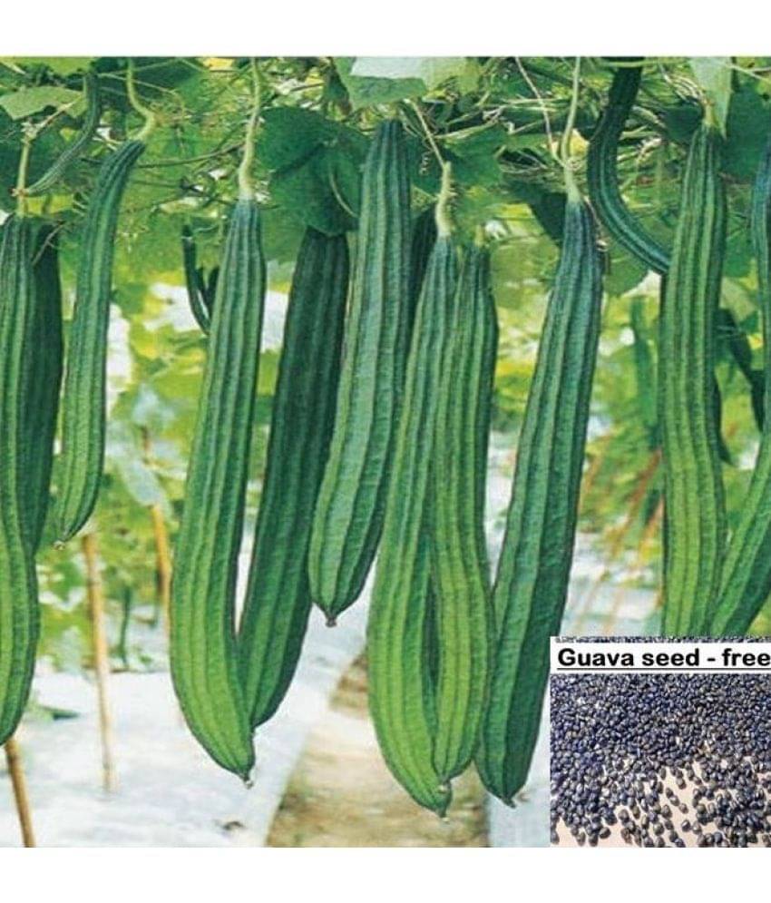     			homeagro - Ridge Gourd (Toree) Vegetable ( 20 Seeds )