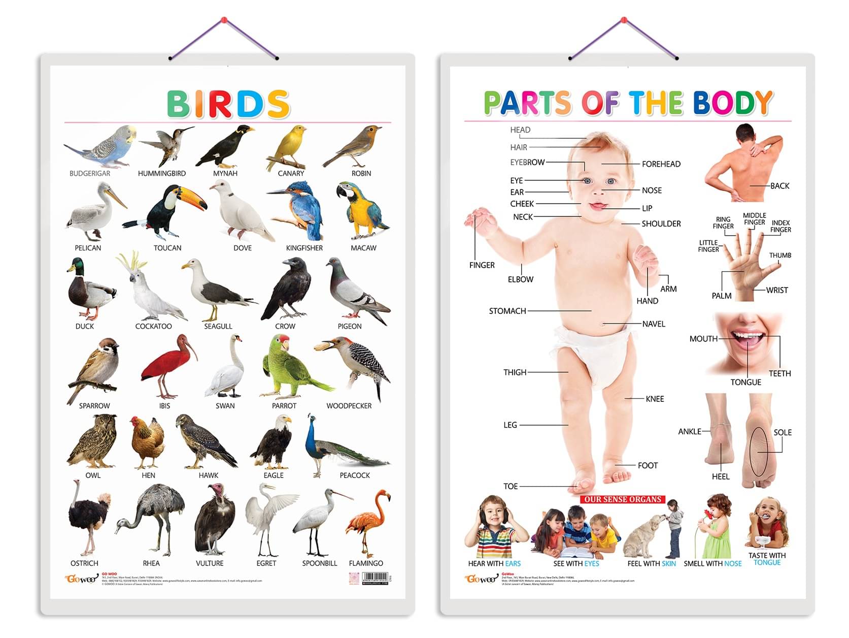     			Set of 2 Birds and Parts of the Body Early Learning Educational Charts for Kids | 20"X30" inch |Non-Tearable and Waterproof | Double Sided Laminated | Perfect for Homeschooling, Kindergarten and Nursery Students