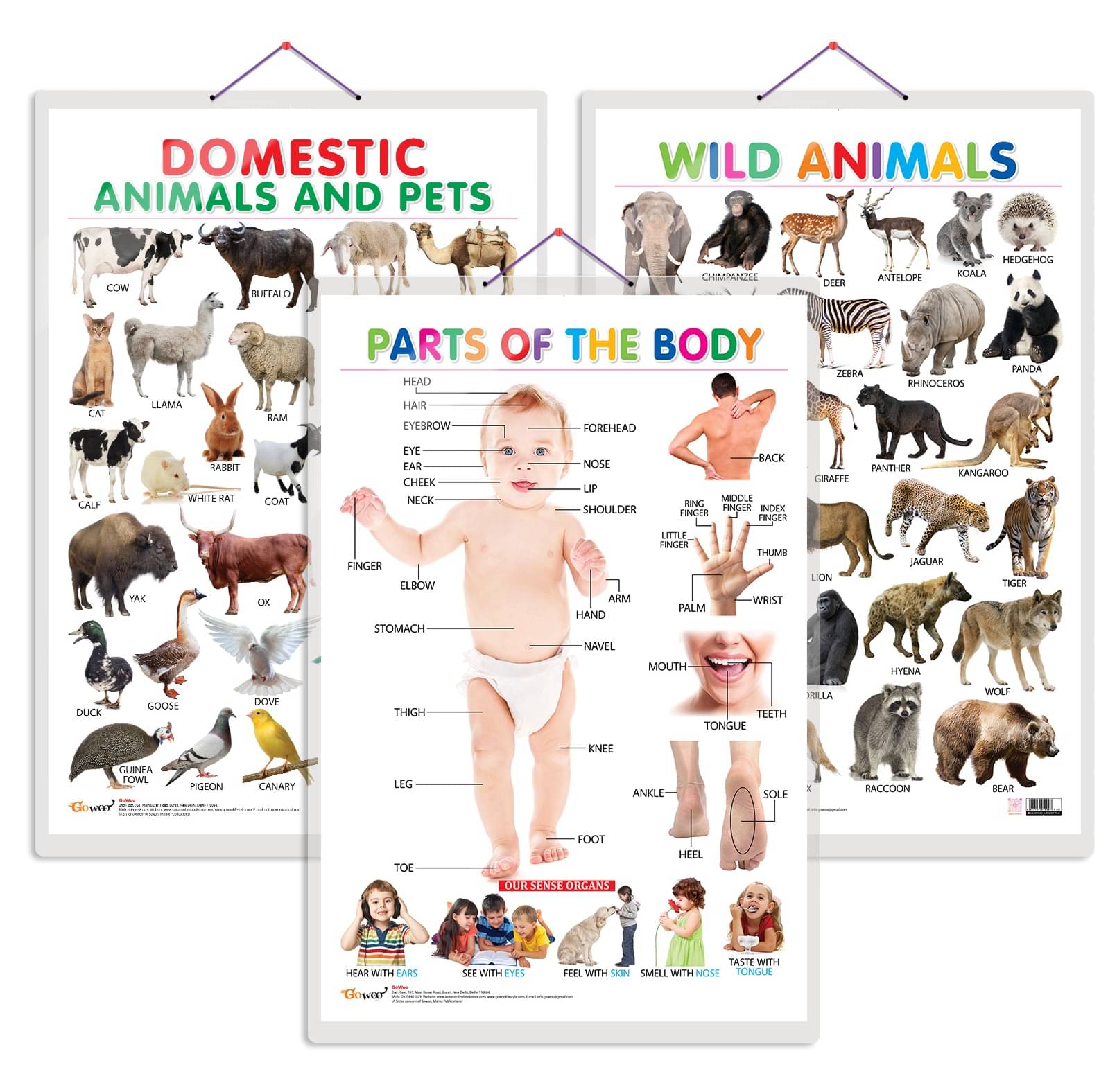 Set of 3 Domestic Animals and Pets, Wild Animals and Parts of the Body Early Learning Educational Charts for Kids | 20"X30" inch |Non-Tearable and Waterproof | Double Sided Laminated | Perfect for Homeschooling, Kindergarten and Nursery Students Set of 3 Domestic Animals and Pets, Wild Animals and Parts of the Body Early Learning Educational Charts for Kids | 20"X30" inch |Non-Tearable and Waterproof | Double Sided Laminated | Perfect for Homeschooling, Kindergarten and Nursery Students