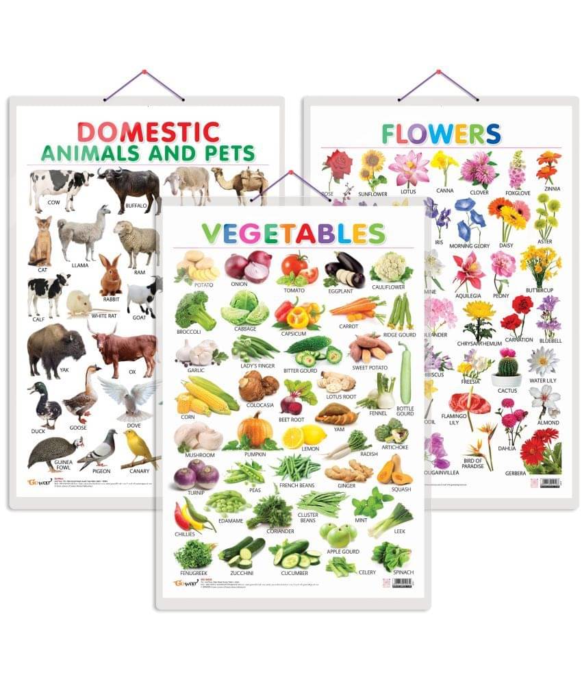 Set of 3 Vegetables, Domestic Animals and Pets and Flowers Early Learning Educational Charts for Kids | 20"X30" inch |Non-Tearable and Waterproof | Double Sided Laminated | Perfect for Homeschooling, Kindergarten and Nursery Students Set of 3 Vegetables, Domestic Animals and Pets and Flowers Early Learning Educational Charts for Kids | 20"X30" inch |Non-Tearable and Waterproof | Double Sided Laminated | Perfect for Homeschooling, Kindergarten and Nursery Students