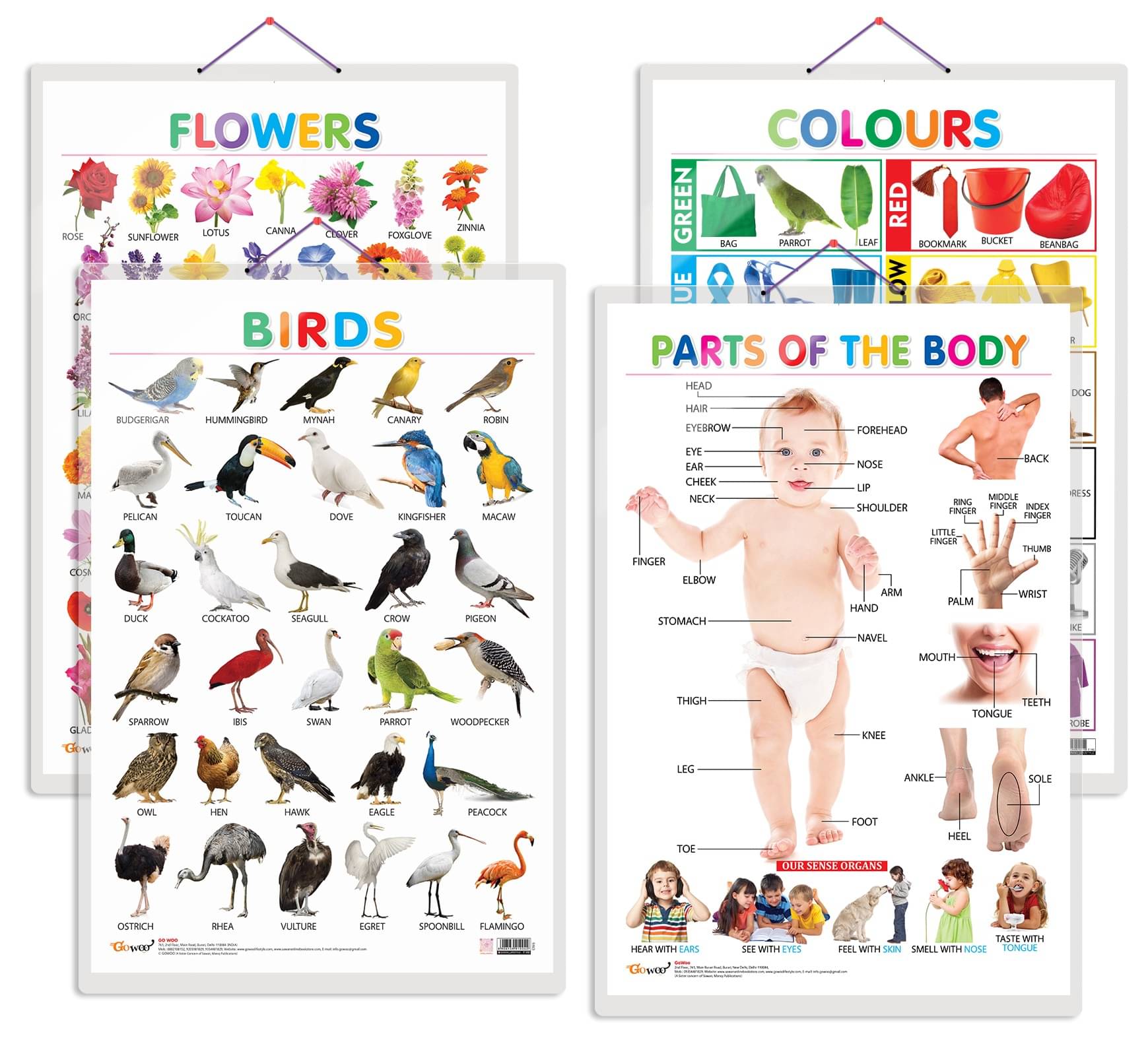     			Set of 4 Birds, Flowers, Colours and Parts of the Body Early Learning Educational Charts for Kids | 20"X30" inch |Non-Tearable and Waterproof | Double Sided Laminated | Perfect for Homeschooling, Kindergarten and Nursery Students