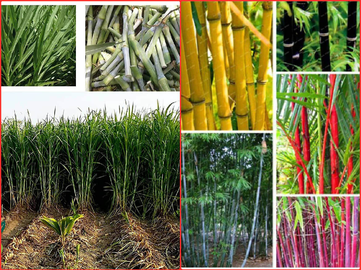 Homeagro Seeds Combo - Bamboo Plant ( 20 Seeds ) and Chrysanthemum mix Flower ( 50 seed )