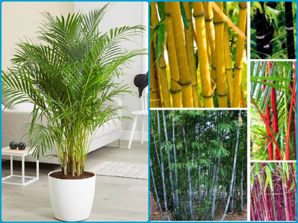 Homeagro Seeds Combo - Bamboo Plant ( 20 Seeds ) and Chrysanthemum mix Flower ( 50 seed )