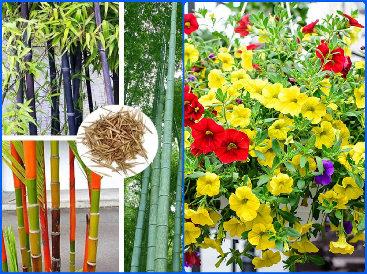 Homeagro Seeds Combo - Bamboo Plant ( 20 Seeds ) and petunia flower mix ( 50 seed)