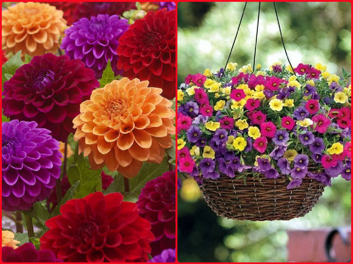Homeagro Seeds Combo - Dahlia Mixed Flower ( 25 Seeds ) and petunia flower mix ( 50 seed)