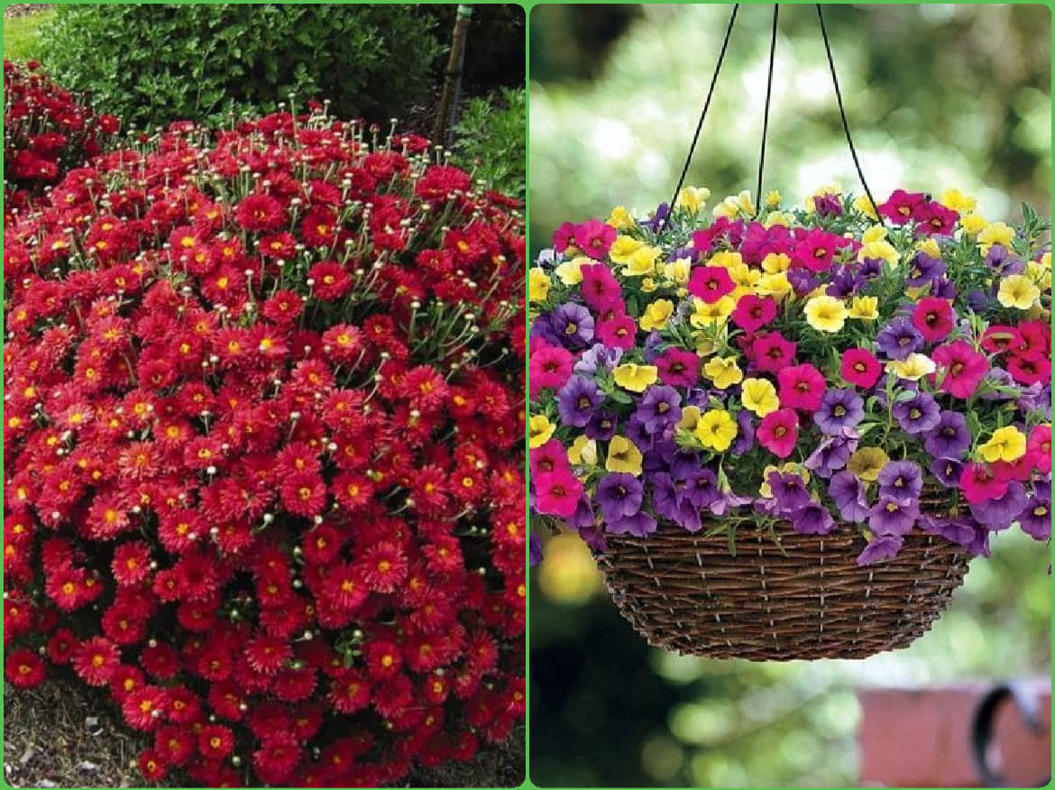 Homeagro Seeds Combo - Chrysanthemum Flower ( 50 seed ) and petunia Hybrid flower mix ( 50 seed)