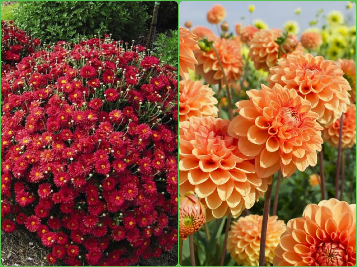 Homeagro Seeds Combo - Chrysanthemum Flower ( 50 seed ) and petunia Hybrid flower mix ( 50 seed)