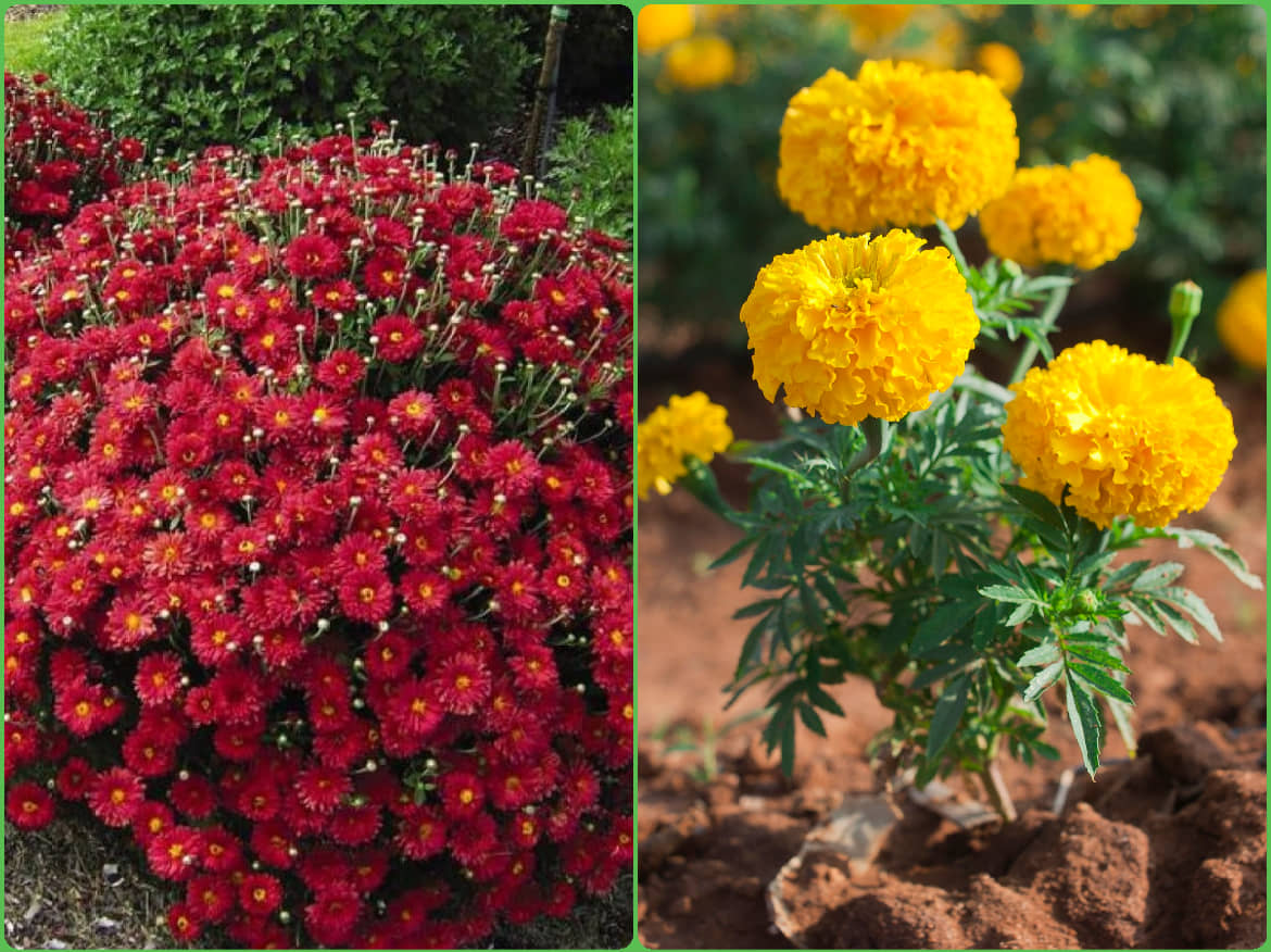 Homeagro Seeds Combo - Chrysanthemum Flower ( 50 seed ) and petunia Hybrid flower mix ( 50 seed)