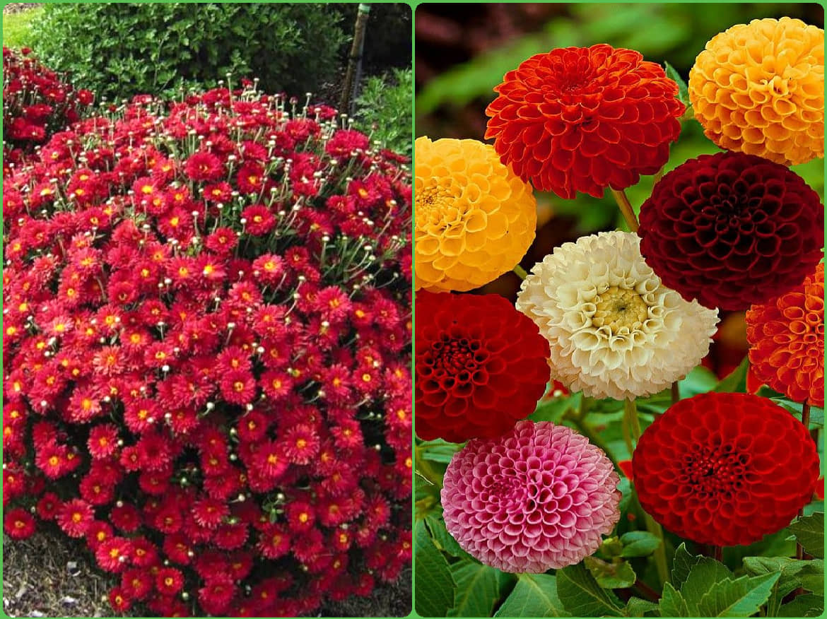 Homeagro Seeds Combo - Chrysanthemum Flower ( 50 seed ) and petunia Hybrid flower mix ( 50 seed)