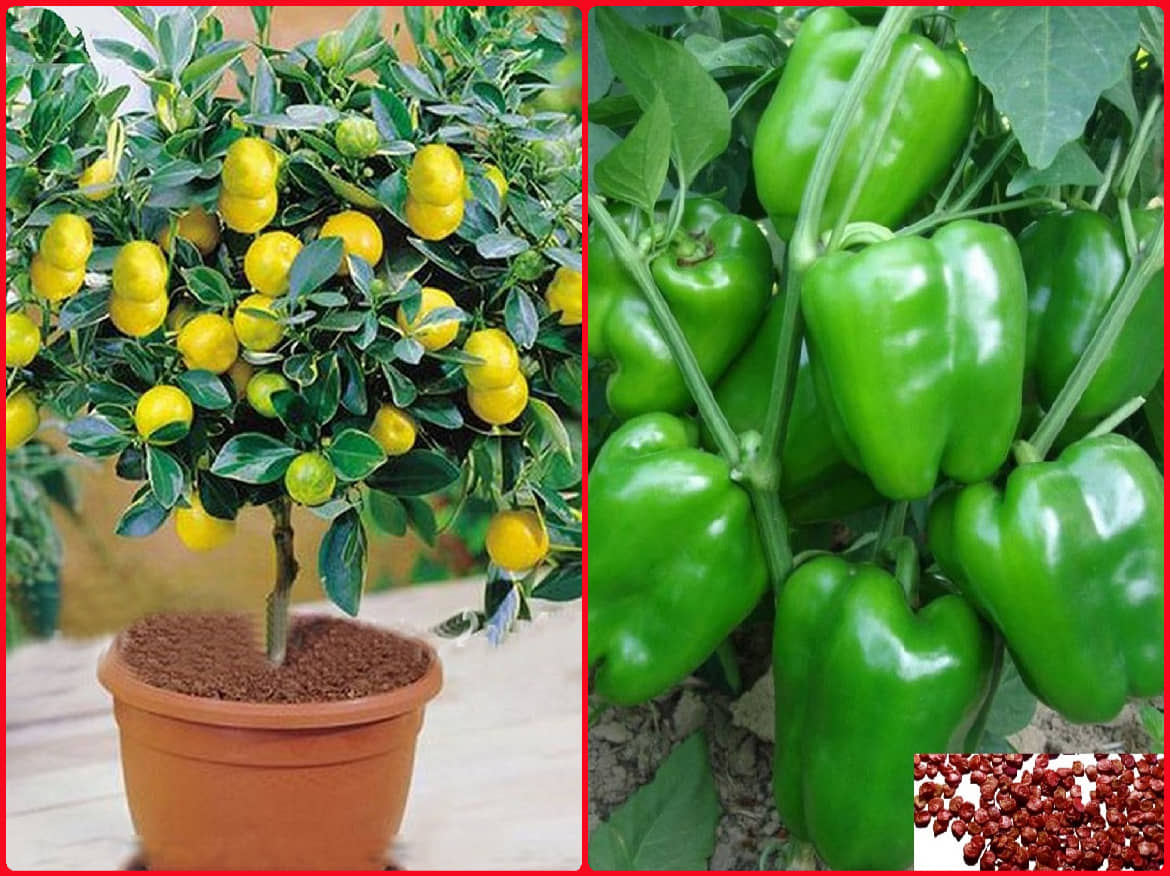 Homeagro Seeds Combo - lemon Seeds ( 20 seed ) and Hybrid Indian Tomato Vegetable ( 100 seed )