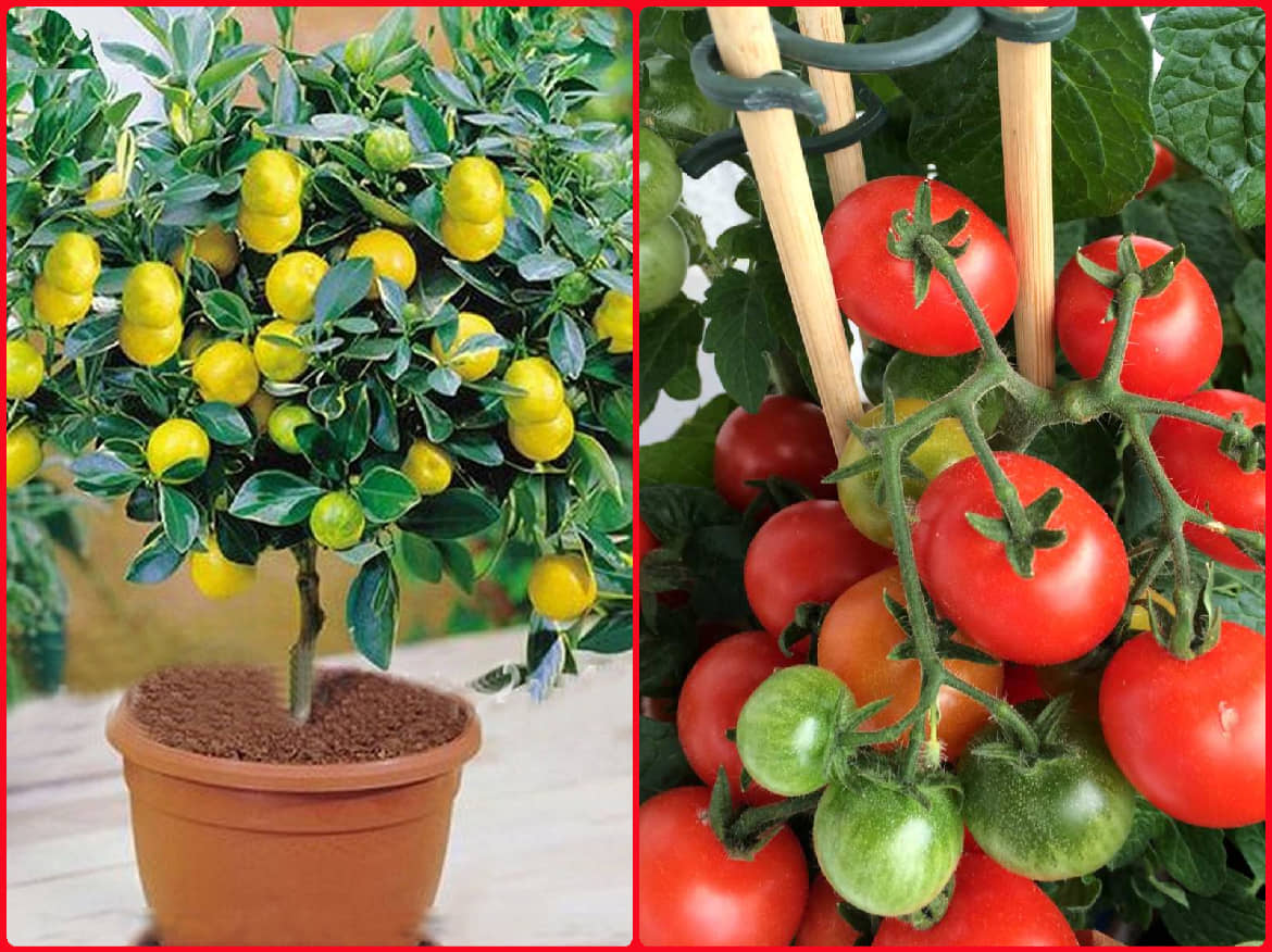 Homeagro Seeds Combo - lemon Seeds ( 20 seed ) and Hybrid Indian Tomato Vegetable ( 100 seed )