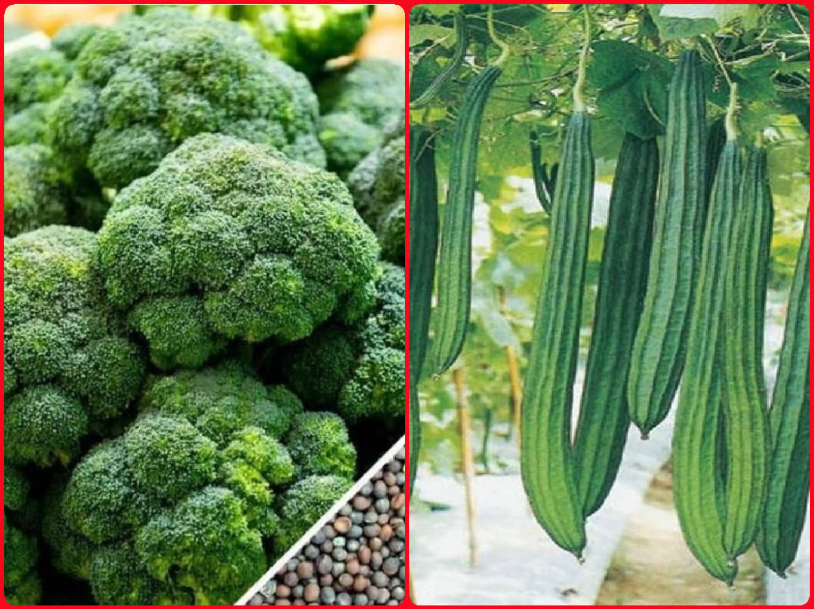 Homeagro Seeds Combo - Ridge Gourd (Toree) Vegetable ( 20 seed ) and Broccoli Vegetable ( 50 Seeds )