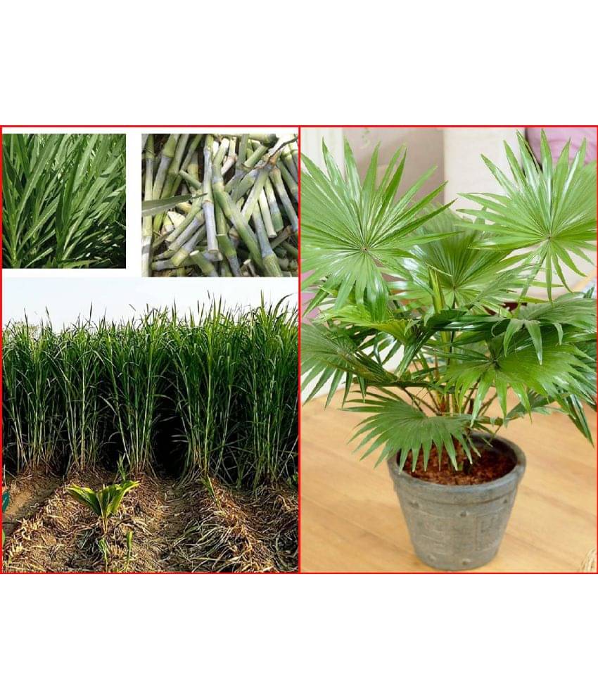 Shivam organic Seeds Combo - Napier Grass ( 500 seeds) and Areca palm Plant ( 5 Seeds )     			Shivam organic Seeds Combo - Napier Grass ( 500 seeds) and Areca palm Plant ( 5 Seeds )