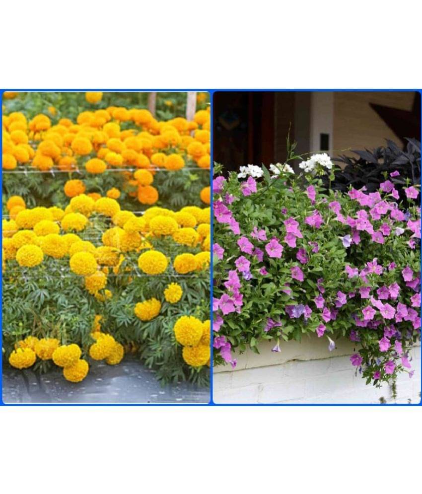 sky star agro Seeds Combo - African Marigold Flower ( 50 Seeds ) and Petunia flower Mix ( 50 seed) sky star agro Seeds Combo - African Marigold Flower ( 50 Seeds ) and Petunia flower Mix ( 50 seed)
