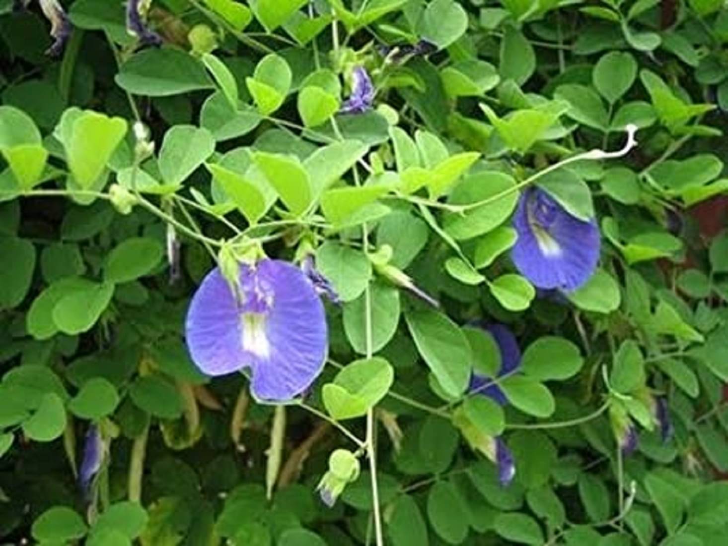    			CLASSIC GREEN EARTH - Ipomoea Flower ( 40 Seeds )