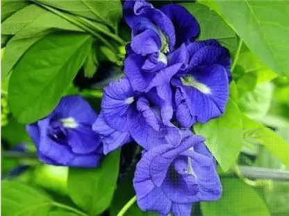 CLASSIC GREEN EARTH - Ipomoea Flower ( 60 Seeds )