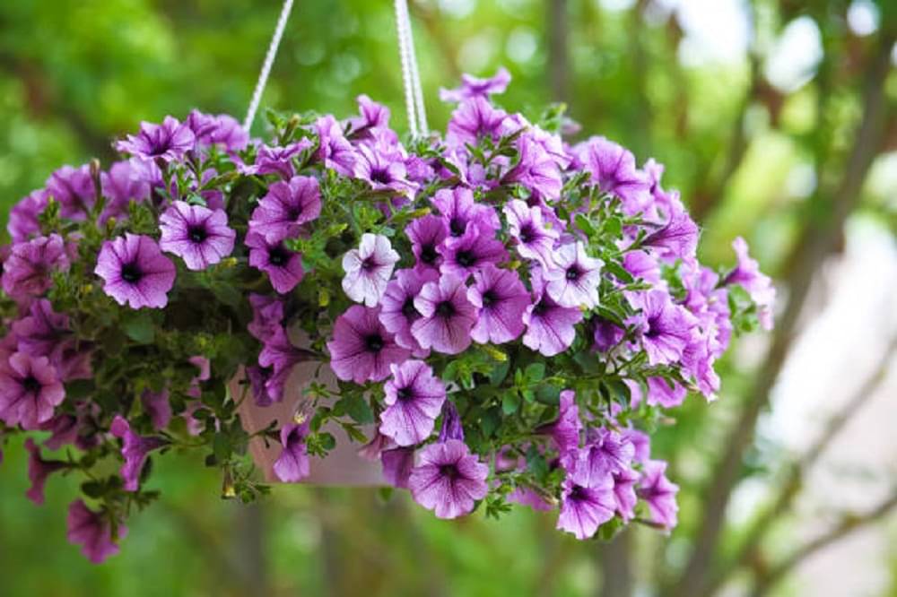     			CLASSIC GREEN EARTH - Petunia Flower ( 100 Seeds )