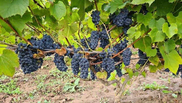 homeagro - Black Grape Fruit ( 20 Seeds )