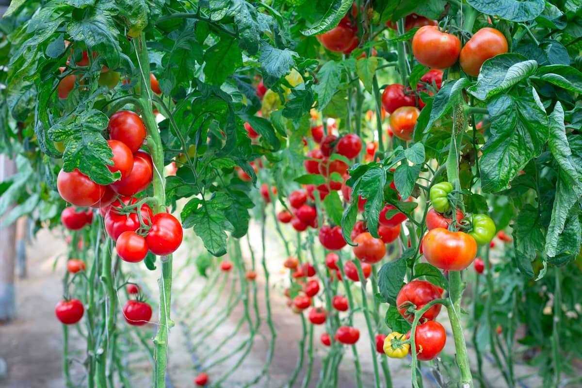 homeagro - Tomato Vegetable ( 100 Seeds )