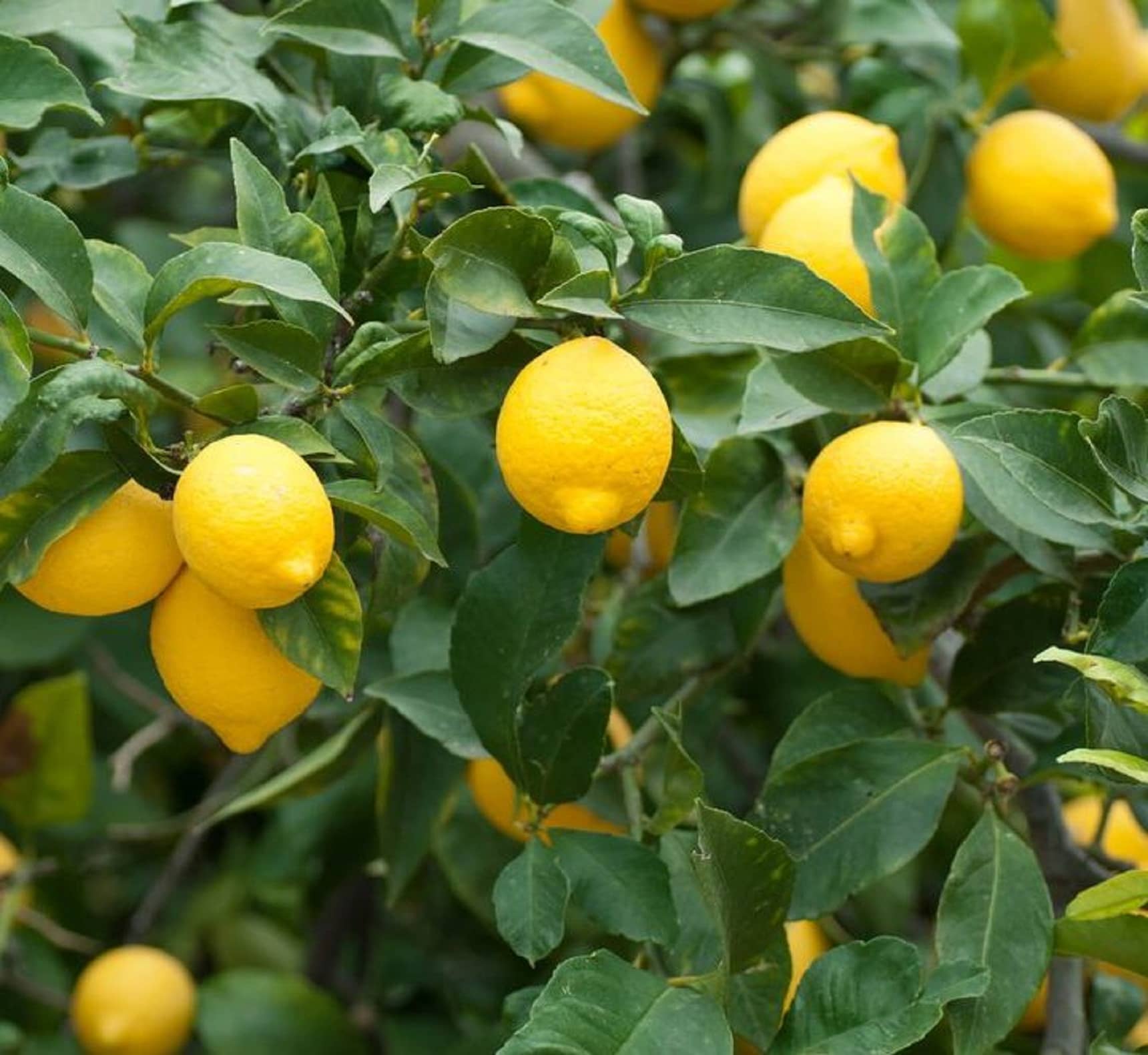 CLASSIC GREEN EARTH - Lemon Vegetable ( 30 Seeds )