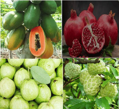     			CLASSIC GREEN EARTH - Papaya Fruit ( 100 Seeds )