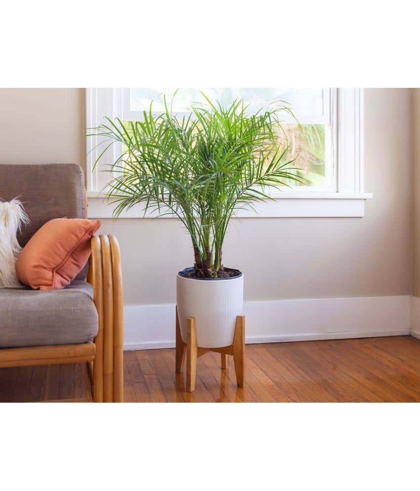 HN organic seed - Areca palm Plant ( 5 Seeds )