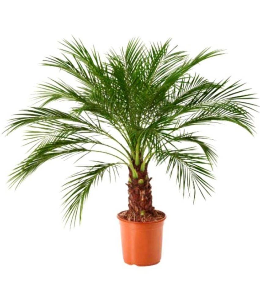 HN organic seed - Areca palm Plant ( 5 Seeds )     			HN organic seed - Areca palm Plant ( 5 Seeds )
