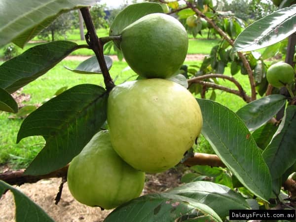 HN organic seed - Guava Fruit ( 100 Seeds )