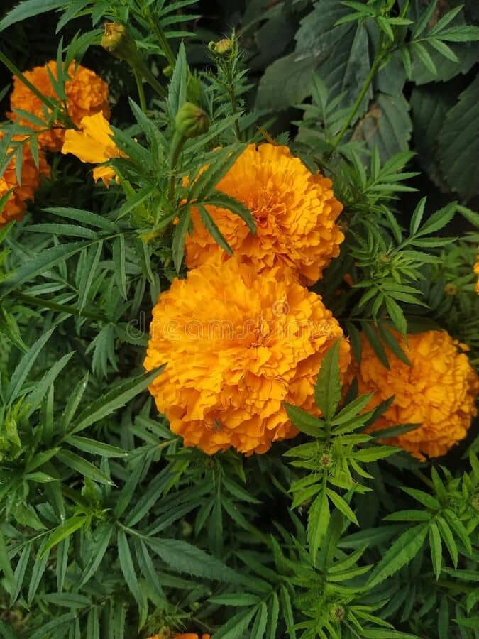HN organic seed - Marigold Flower ( 50 Seeds )