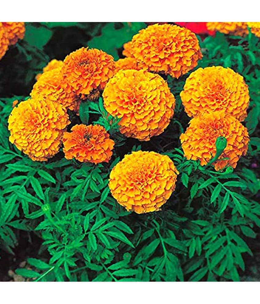 HN organic seed - Marigold Flower ( 50 Seeds )
