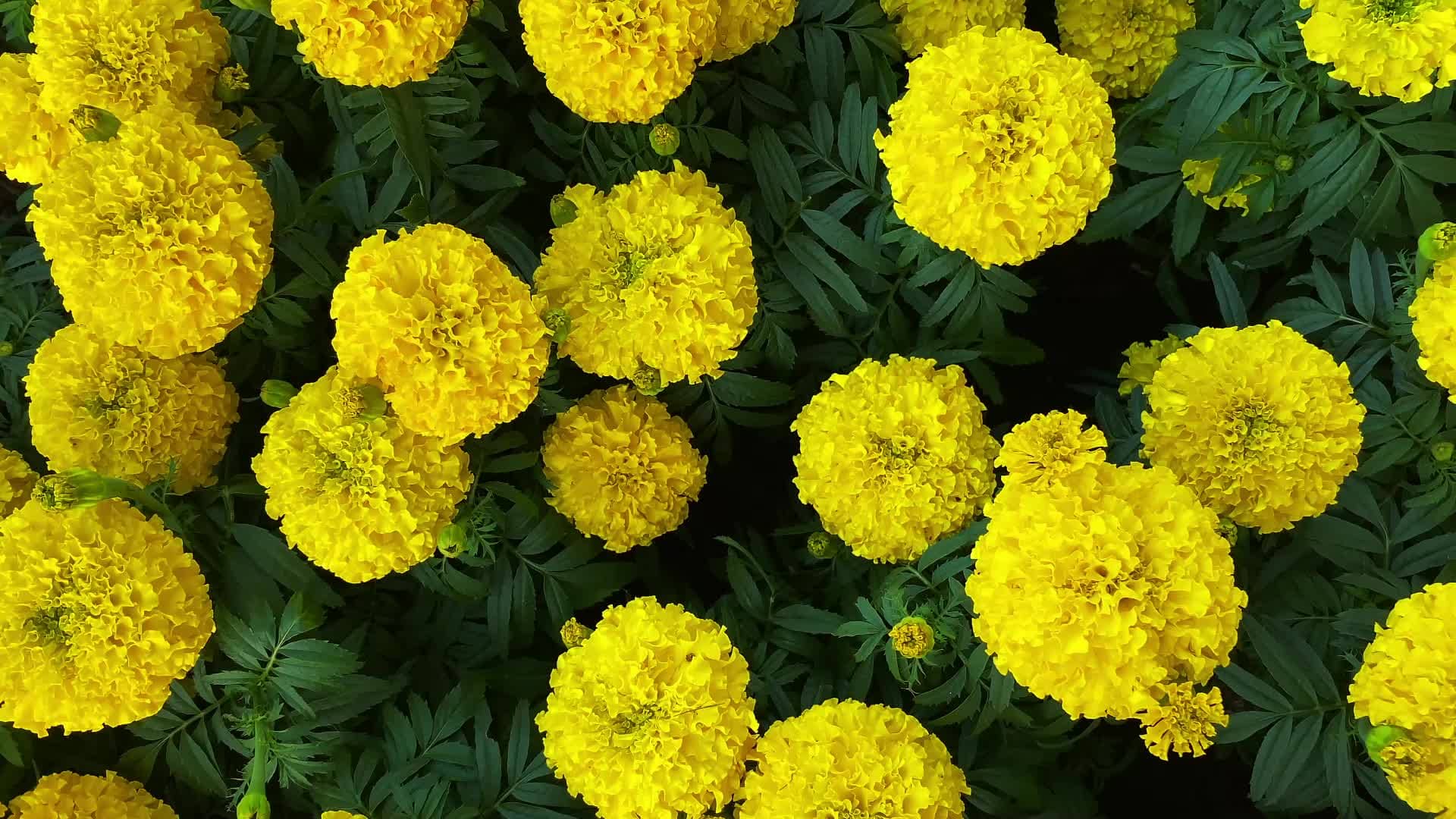 HN organic seed - Marigold Flower ( 50 Seeds )