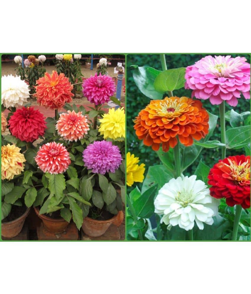 Homeagro Seeds Combo - Dahlia Mixed Flower ( 25 Seeds ) and petunia flower mix ( 50 seed)
