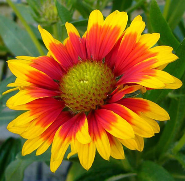     			CLASSIC GREEN EARTH - Gaillardia Flower ( 30 Seeds )