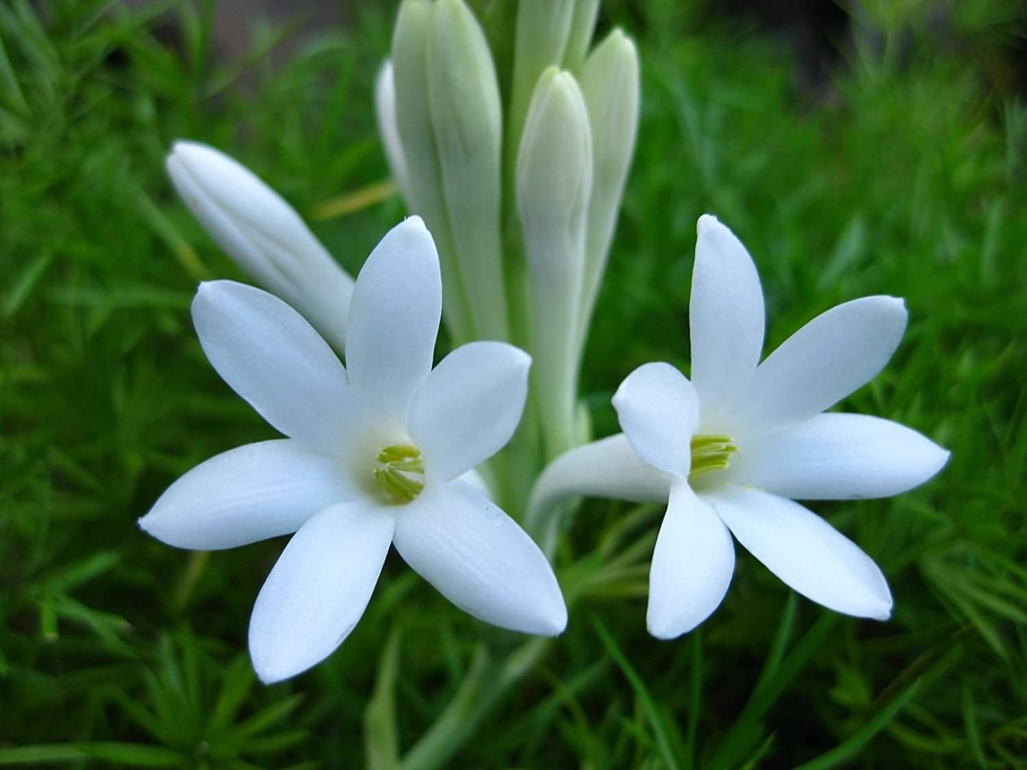 CLASSIC GREEN EARTH - Harsingar Flower ( 40 Seeds ) CLASSIC GREEN EARTH - Harsingar Flower ( 40 Seeds )