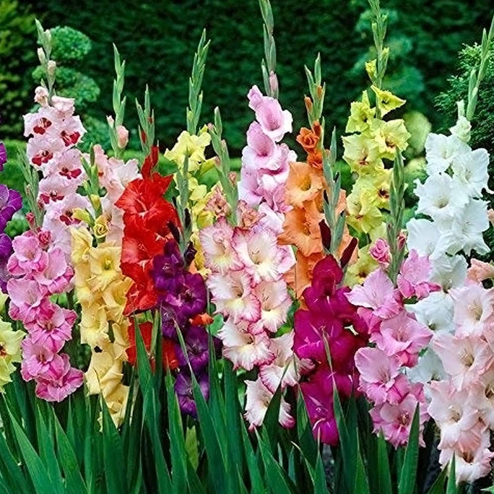CLASSIC GREEN EARTH - Hollyhock Mixed Flower ( 20 Seeds )