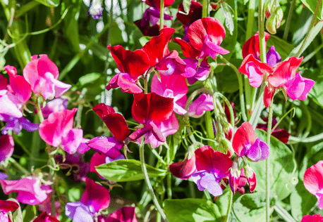     			CLASSIC GREEN EARTH - Magnif Flower ( 12 Seeds )