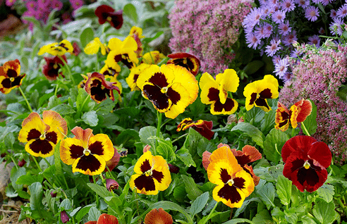     			CLASSIC GREEN EARTH - Pansy Flower ( 70 Seeds )