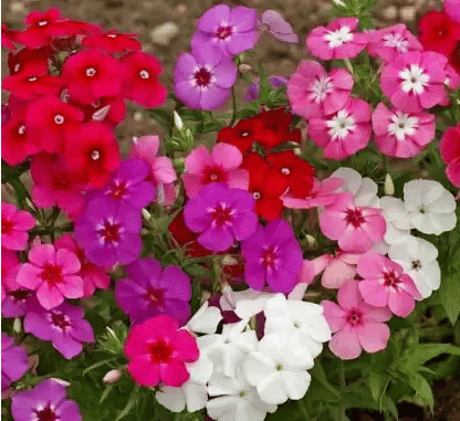     			CLASSIC GREEN EARTH - Daisy Mixed Flower ( 40 Seeds )