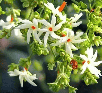     			CLASSIC GREEN EARTH - Harsingar Flower ( 40 Seeds )