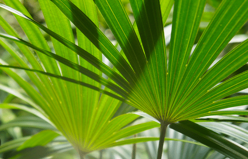     			CLASSIC GREEN EARTH - Palm Tree Plant ( 20 Seeds )