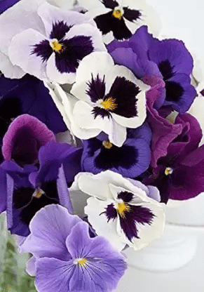     			CLASSIC GREEN EARTH - Pansy Flower ( 70 Seeds )