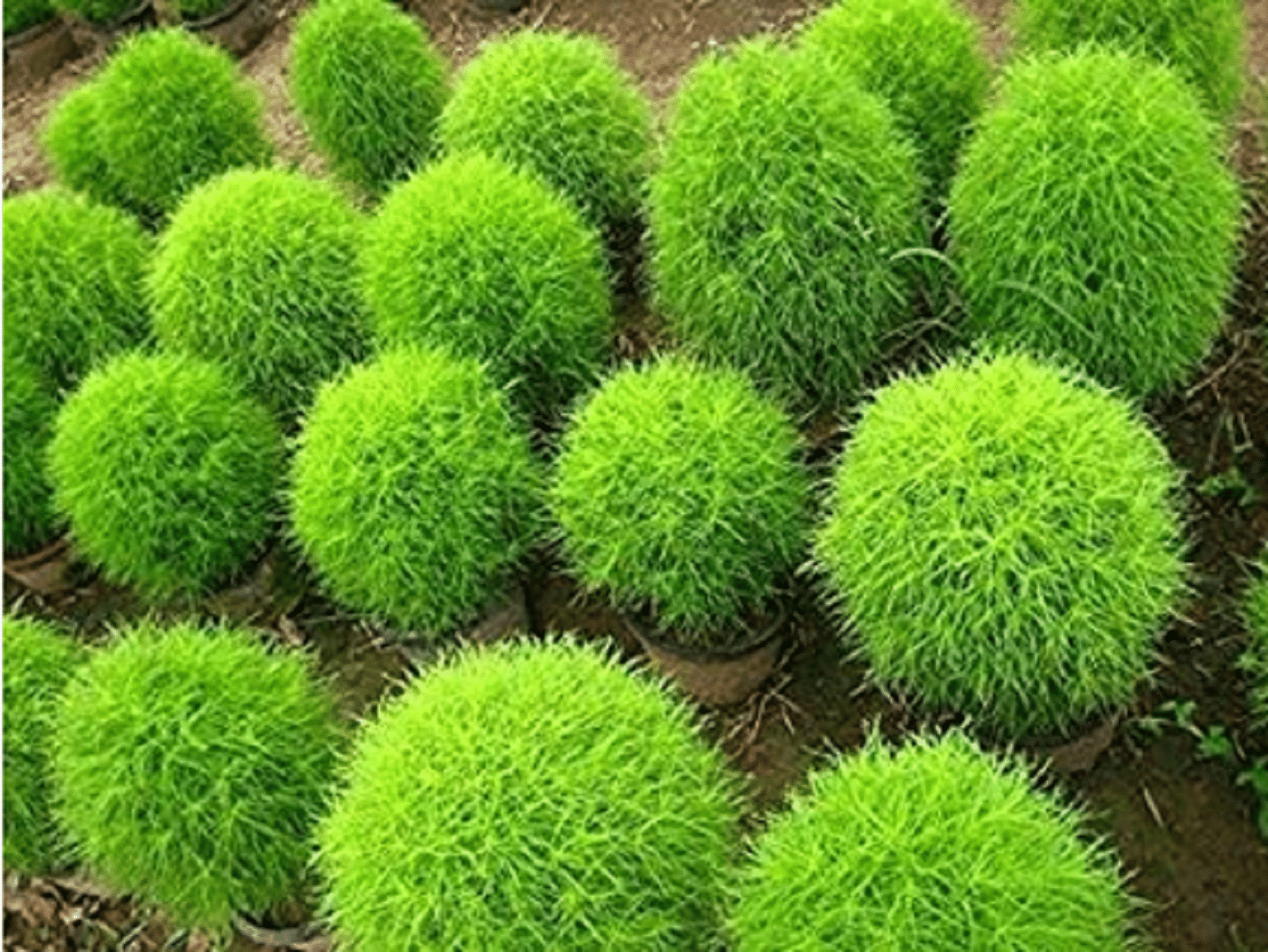     			CLASSIC GREEN EARTH - Kochia Herb ( 60 Seeds )