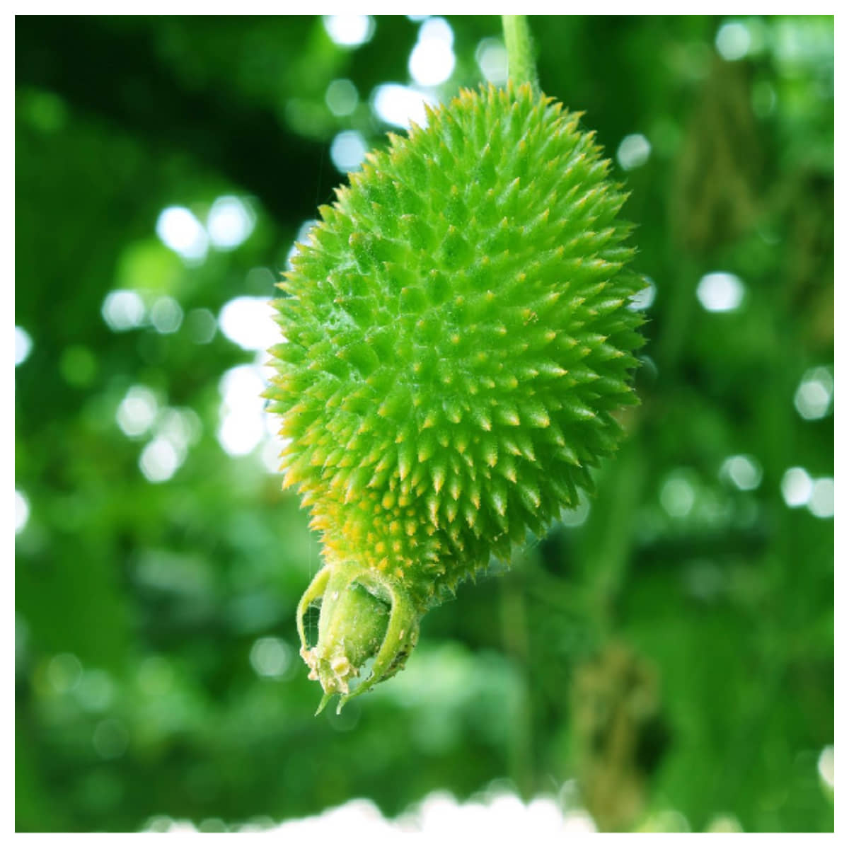 homeagro - Kantola Vegetable ( 20 Seeds )
