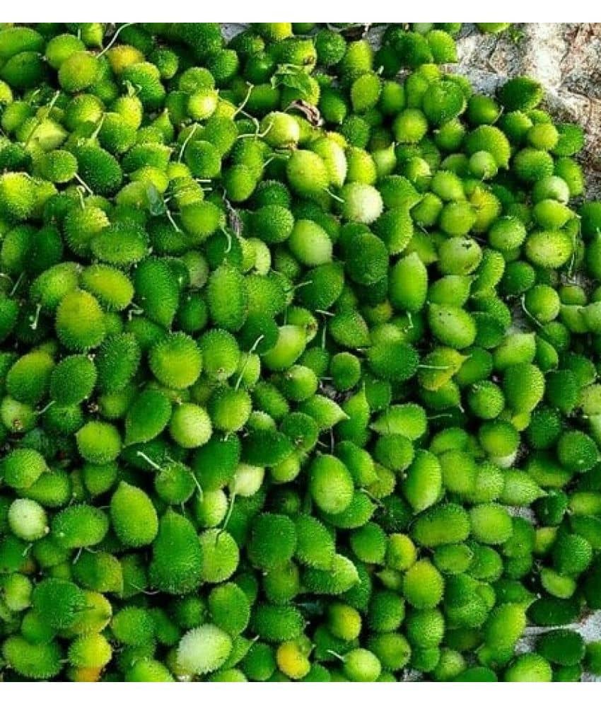 homeagro - Kantola Vegetable ( 20 Seeds )