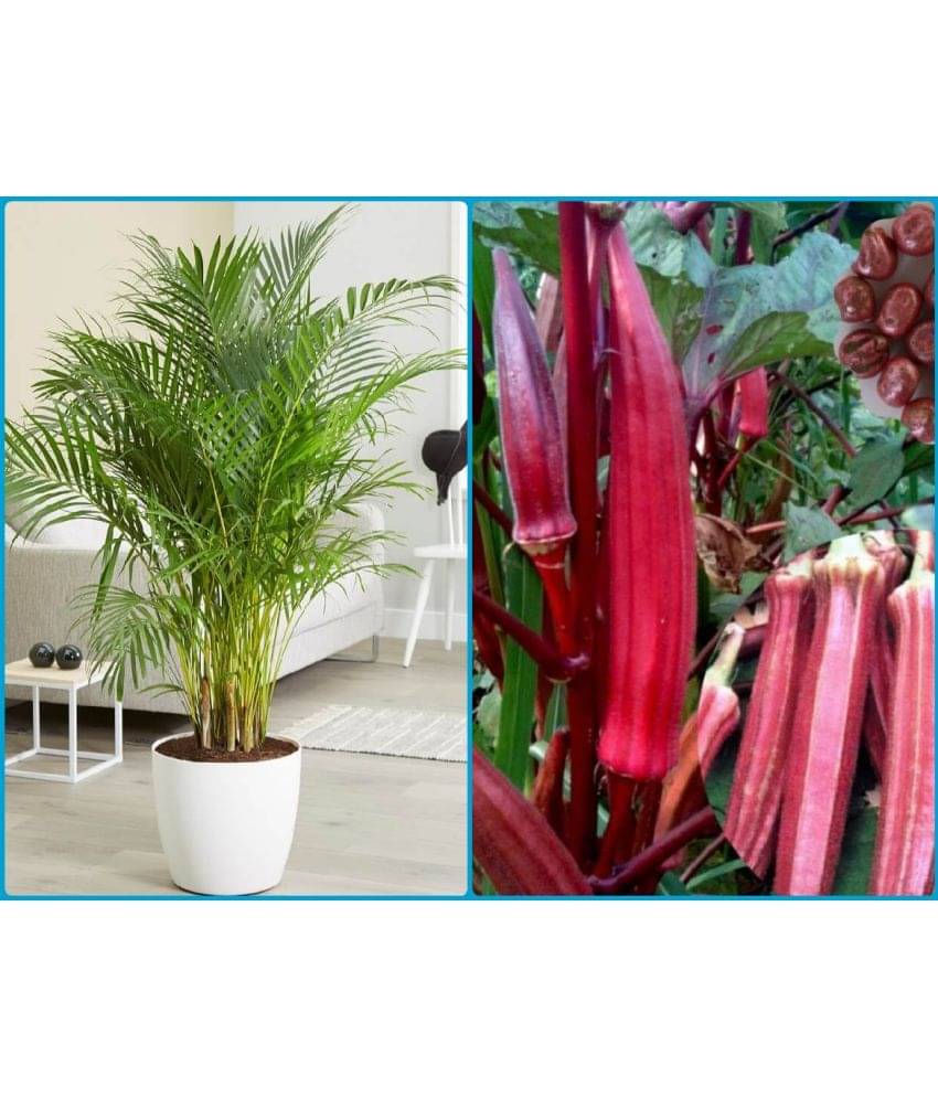     			homeagro - Combo of Areca palm Plant ( 5 Seeds ) and Red Okra F1-Hybrid Bhindi Vegetable ( 50 seeds)