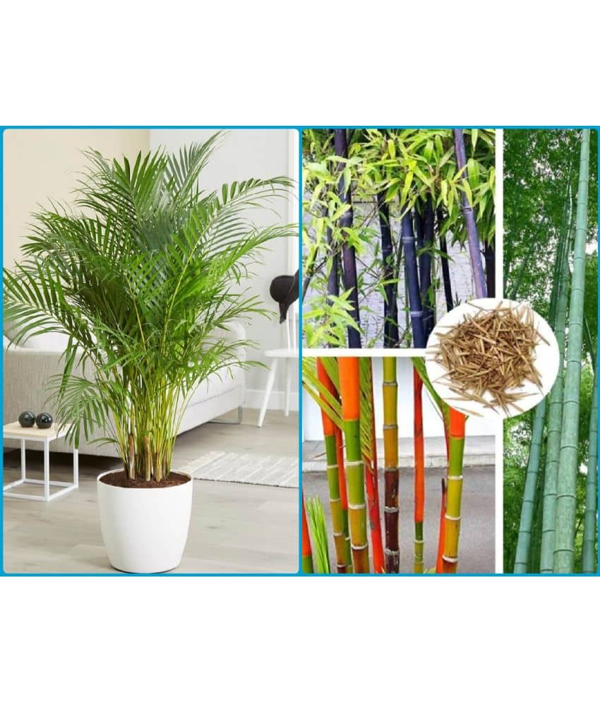 homeagro - Combo of Areca palm Plant ( 5 Seeds ) and Red Okra F1-Hybrid Bhindi Vegetable ( 50 seeds)