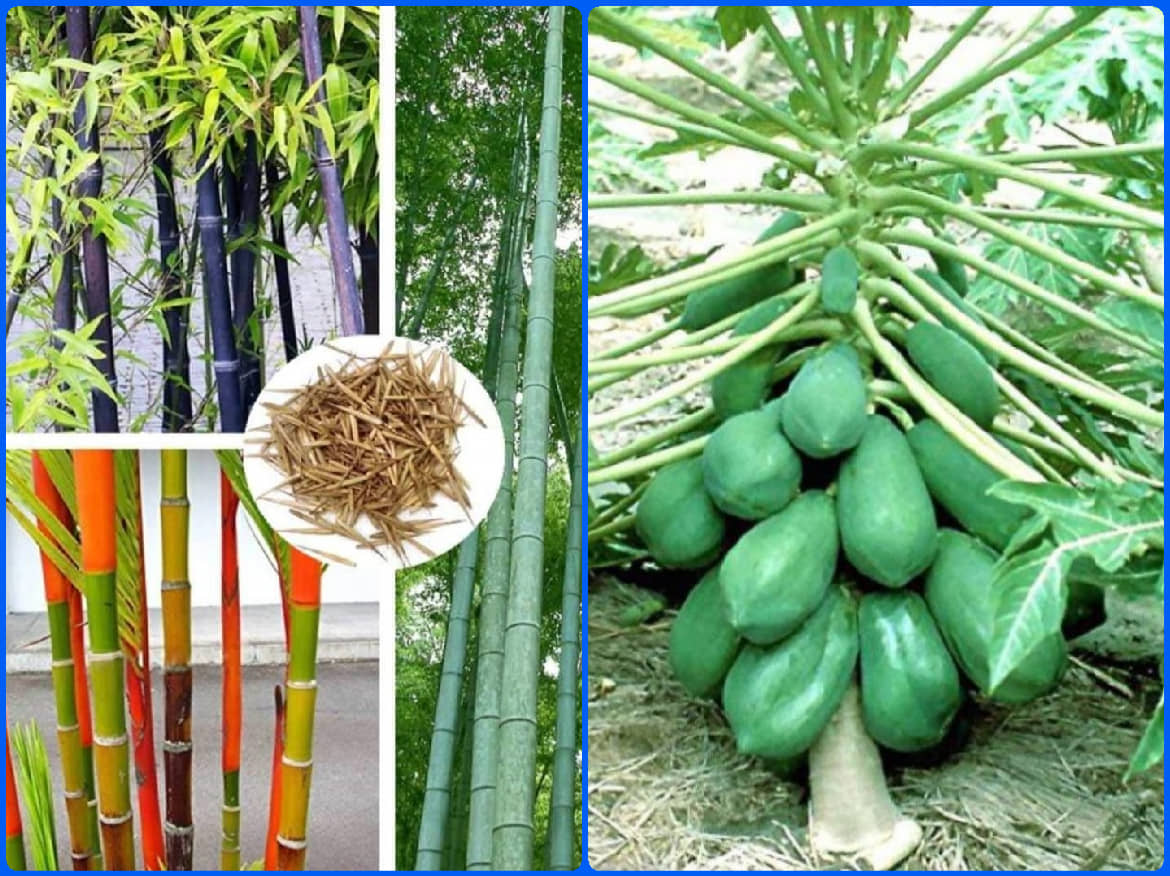 homeagro - Combo of Bamboo Plant ( 20 Seeds ) and Chrysanthemum Flower ( 50 seed )