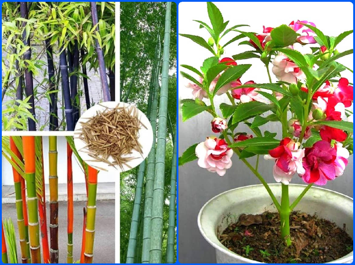 homeagro - Combo of Bamboo Plant ( 20 Seeds ) and Chrysanthemum Flower ( 50 seed )