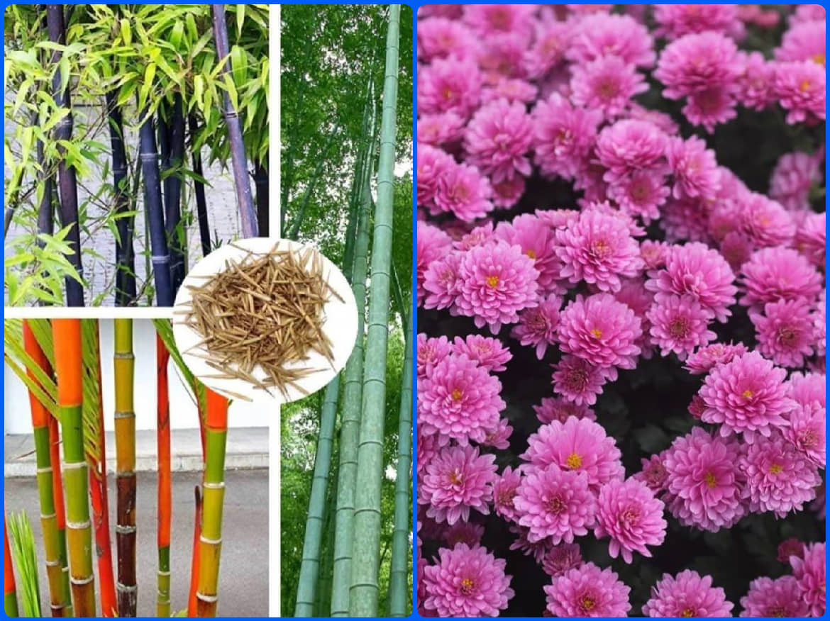 homeagro - Combo of Bamboo Plant ( 20 Seeds ) and Chrysanthemum Flower ( 50 seed )