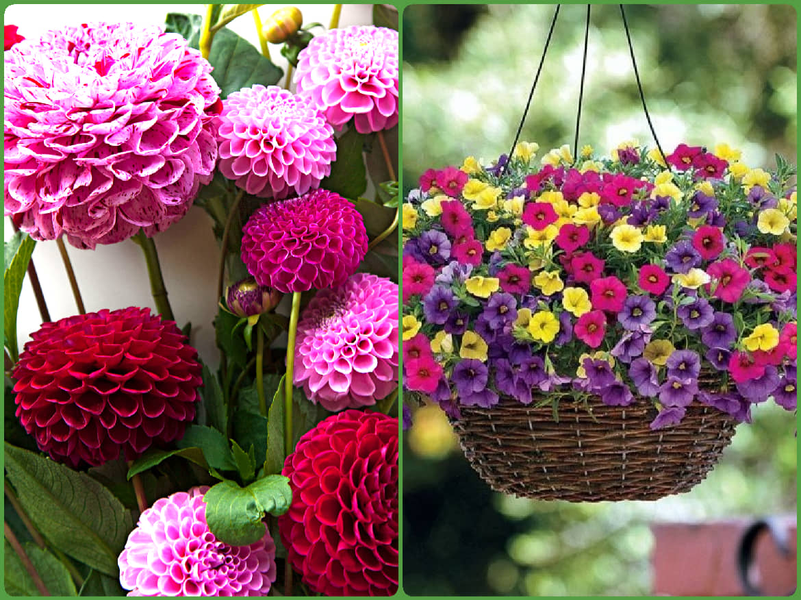 homeagro - Dahlia Mixed Flower ( 25 Seeds )